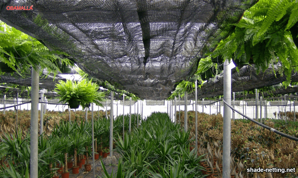 Shade net in a greenhouse